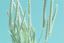 短信免费轰炸网页入口